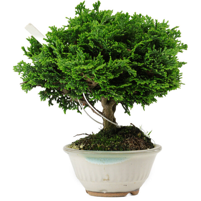 Chamaecyparis obtusa, 14 cm, ± 10 years old