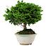 Chamaecyparis obtusa, 14 cm, ± 10 Jahre alt