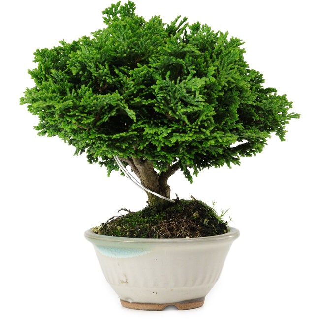 Chamaecyparis obtusa, 14 cm, ± 10 years old