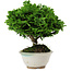 Chamaecyparis obtusa, 14 cm, ± 10 years old