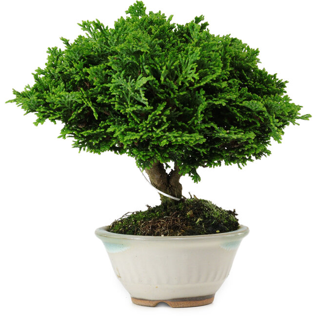 Chamaecyparis obtusa, 14 cm, ± 10 years old
