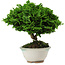 Chamaecyparis obtusa, 14 cm, ± 10 years old