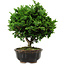 Chamaecyparis obtusa, 14 cm, ± 10 anni