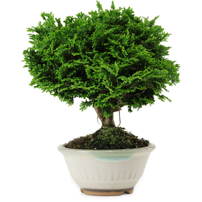 Chamaecyparis obtusa, 14 cm, ± 10 Jahre alt