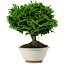Chamaecyparis obtusa, 14 cm, ± 10 years old