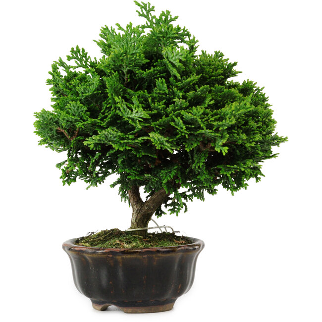 Chamaecyparis obtusa, 14 cm, ± 10 jaar oud