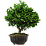 Chamaecyparis obtusa, 14 cm, ± 10 years old