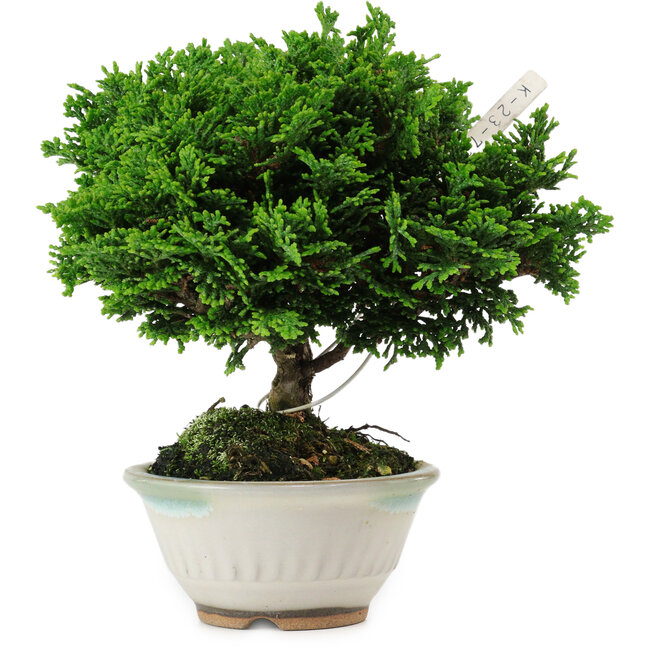 Chamaecyparis obtusa, 14 cm, ± 10 Jahre alt