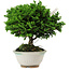 Chamaecyparis obtusa, 14 cm, ± 10 años