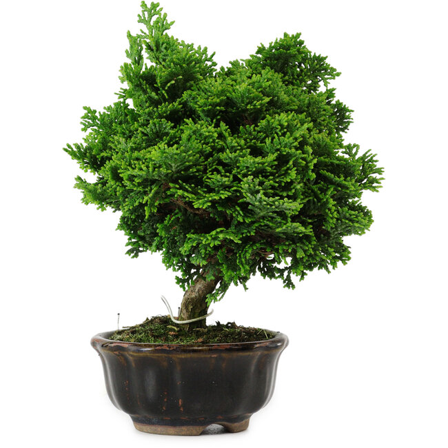Chamaecyparis obtusa, 14 cm, ± 10 years old