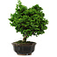 Chamaecyparis obtusa, 14 cm, ± 10 Jahre alt