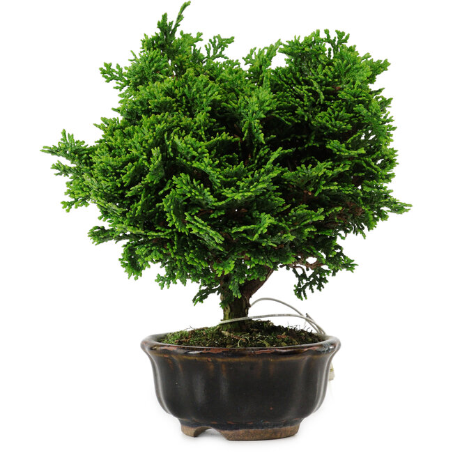 Chamaecyparis obtusa, 14 cm, ± 10 jaar oud