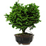 Chamaecyparis obtusa, 14 cm, ± 10 años