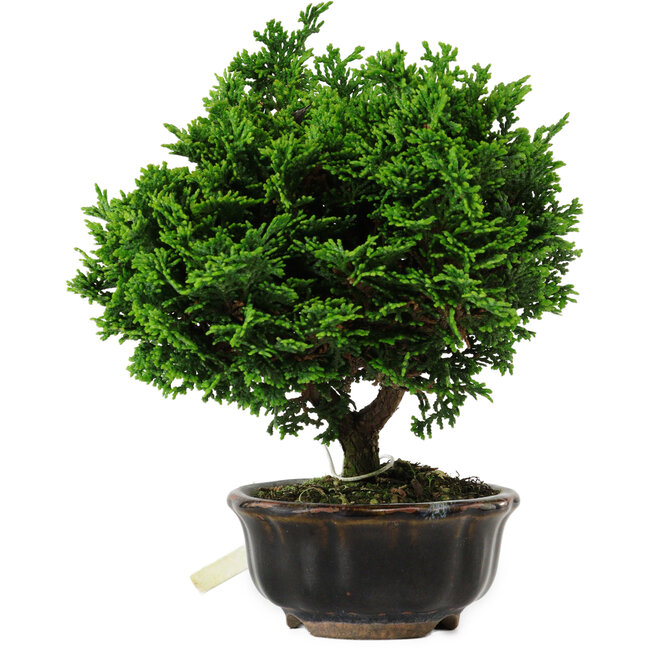 Chamaecyparis obtusa, 14 cm, ± 10 anni