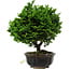 Chamaecyparis obtusa, 14 cm, ± 10 anni