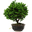Chamaecyparis obtusa, 14 cm, ± 10 jaar oud