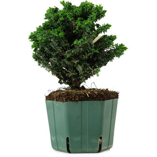 Chamaecyparis obtusa Sekka Hinoki, 17 cm, ± 12 years old