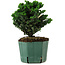 Chamaecyparis obtusa Sekka Hinoki, 17 cm, ± 12 anni