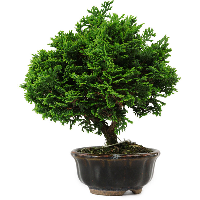 Chamaecyparis obtusa, 14 cm, ± 10 years old
