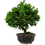 Chamaecyparis obtusa, 14 cm, ± 10 años