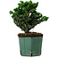 Chamaecyparis obtusa Sekka Hinoki, 17 cm, ± 12 years old
