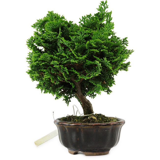 Chamaecyparis obtusa, 14 cm, ± 10 Jahre alt