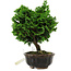 Chamaecyparis obtusa, 14 cm, ± 10 ans