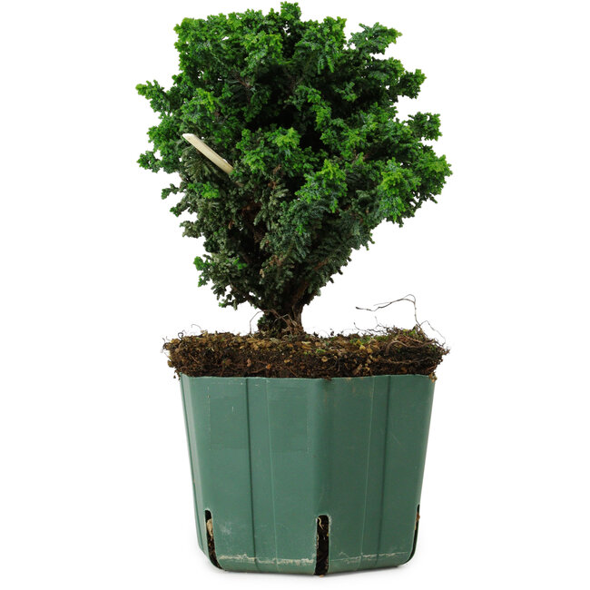 Chamaecyparis obtusa Sekka Hinoki, 17 cm, ± 12 anni