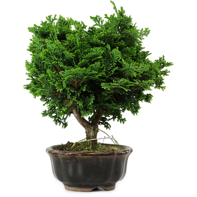 Chamaecyparis obtusa, 14 cm, ± 10 years old