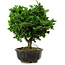 Chamaecyparis obtusa, 14 cm, ± 10 ans