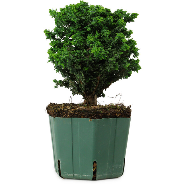 Chamaecyparis obtusa Sekka Hinoki, 17 cm, ± 12 years old