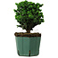 Chamaecyparis obtusa Sekka Hinoki, 17 cm, ± 12 years old