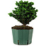 Chamaecyparis obtusa Sekka Hinoki, 17 cm, ± 12 years old