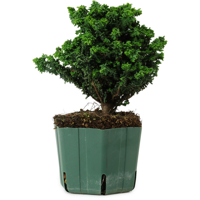 Chamaecyparis obtusa Sekka Hinoki, 17 cm, ± 12 years old