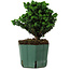 Chamaecyparis obtusa Sekka Hinoki, 17 cm, ± 12 anni