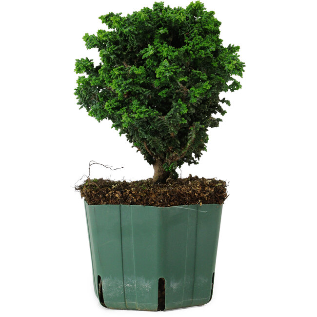 Chamaecyparis obtusa Sekka Hinoki, 17 cm, ± 12 anni