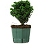 Chamaecyparis obtusa Sekka Hinoki, 17 cm, ± 12 anni