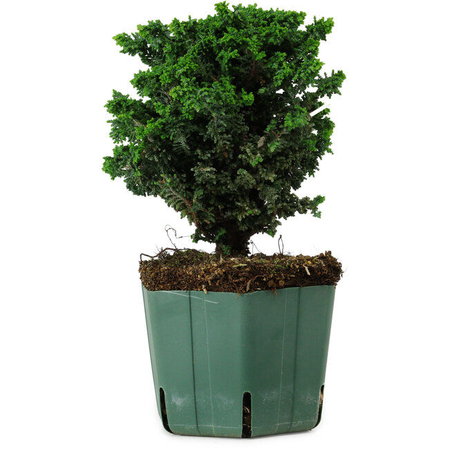 Chamaecyparis obtusa Sekka Hinoki, 17 cm, ± 12 years old
