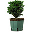 Chamaecyparis obtusa Sekka Hinoki, 17 cm, ± 12 years old