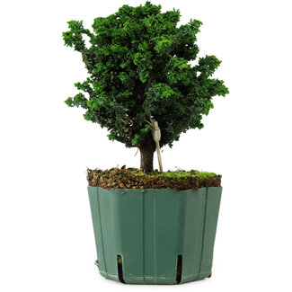 Chamaecyparis obtusa Sekka Hinoki, 18 cm, ± 12 years old