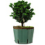 Chamaecyparis obtusa Sekka Hinoki, 18 cm, ± 12 years old