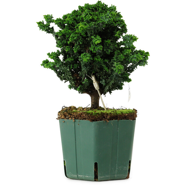 Chamaecyparis obtusa Sekka Hinoki, 18 cm, ± 12 years old