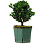 Chamaecyparis obtusa Sekka Hinoki, 18 cm, ± 12 anni