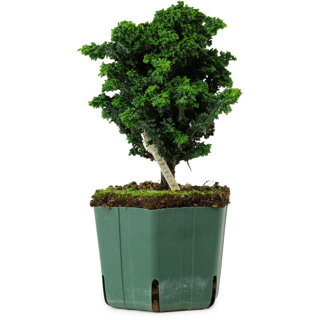 Chamaecyparis obtusa Sekka Hinoki, 18 cm, ± 12 anni