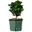Chamaecyparis obtusa Sekka Hinoki, 18 cm, ± 12 anni