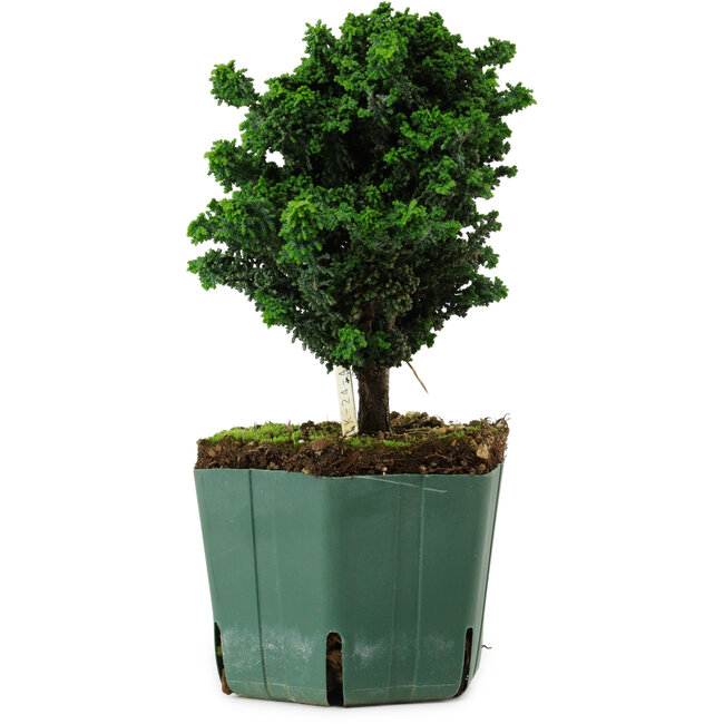 Chamaecyparis obtusa Sekka Hinoki, 18 cm, ± 12 years old
