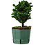 Chamaecyparis obtusa Sekka Hinoki, 18 cm, ± 12 years old
