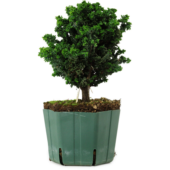 Chamaecyparis obtusa Sekka Hinoki, 18 cm, ± 12 anni