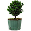 Chamaecyparis obtusa Sekka Hinoki, 18 cm, ± 12 years old