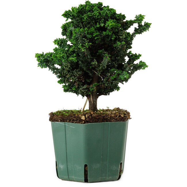 Chamaecyparis obtusa Sekka Hinoki, 18 cm, ± 12 years old